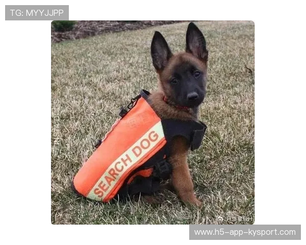赛场警犬:嗅探爆炸物的四脚保安